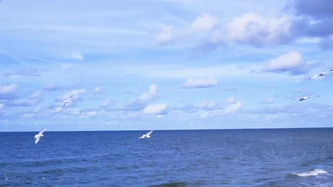 White seagulls fly over the blue sea Stock Footage 95247352