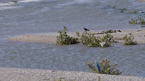 White seagulls fly in a polluted environment - Slow Motion Stock Footage 95698942