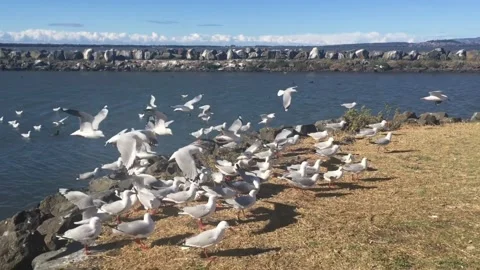 White Seagulls Flying Over the Ocean and the Coast Stock Footage 143580955