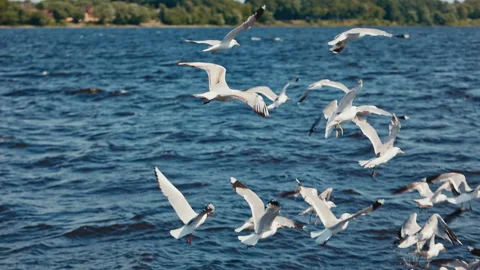 White seagulls flying over the river Video stock 114958006