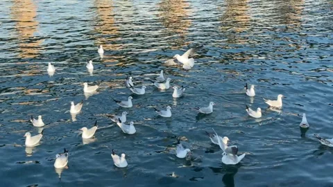 White seagulls gracefully flying and floating on the calm surface of the sea  Stock Footage 303360563