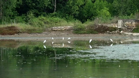 White seagulls (Laridae) are looking for food in the waters Stock Footage 265586629