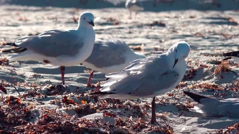 White seagulls resting on the shore Stock Footage 321179097