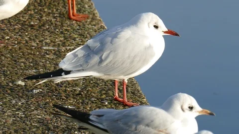 White seagulls standing on a blue water surface, Germany, Europe Stock Footage 99461842
