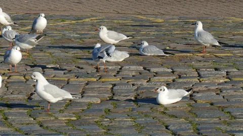 White seagulls standing on a footpath, paving stones Stock Footage 100222842
