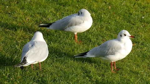 White seagulls standing on a green meadow Stock Footage 99462072