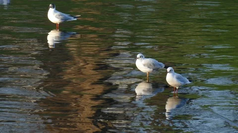 White seagulls swimming in a body of water, Germany, Europe Stock Footage 123647235