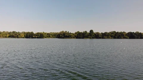 White seaguls swinging on waves in the middle of river Stock Footage 111491344