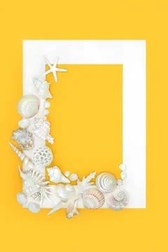 White Seashell Background Abstract Border Design Stock Photos