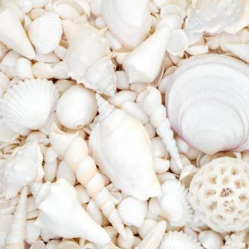 White Seashell Background with Large Collection of Shells Foto stock