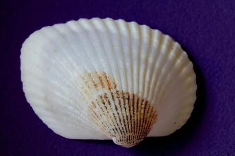 White seashell with brown patterns on purple background. Stock Photos