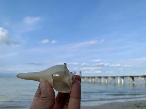 White Seashell Held by Hand with Calm Sea and Wooden Pier at Tanjung Lesung Stock Photos