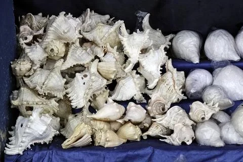 White seashell or conch shell. close up. Stock Photos