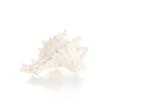 White seashell Stock Photos