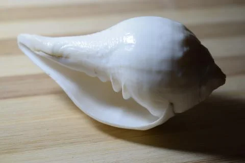 White seashell Stock Photos
