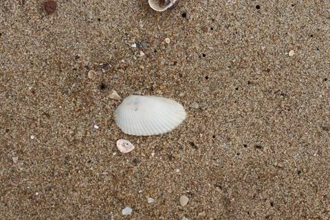 White Seashell Resting on Beach Sand9 Stock Photos