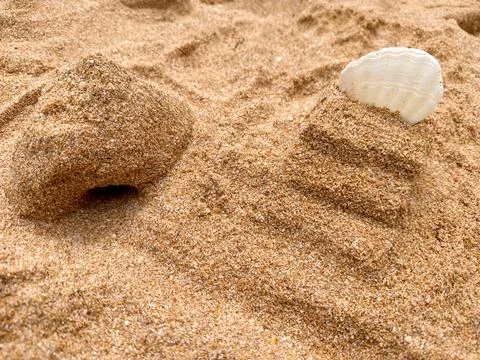 A white seashell rests on a sandy dune, evoking summer and beach holidays. Stock-Fotos