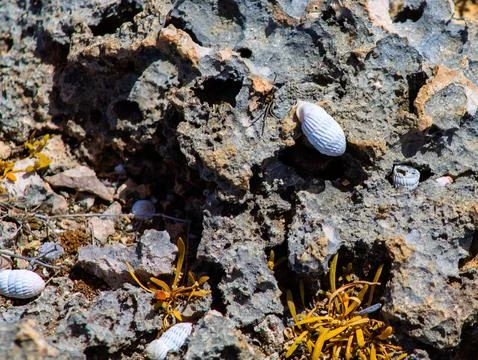White seashell on the rock, closeup of a seashell Stock Photos