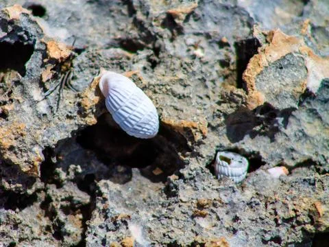 White seashell on the rock, closeup of a seashell Stock Photos