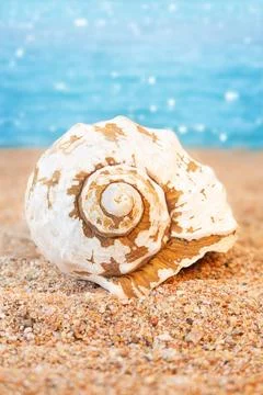 White seashell on sandy beach back sea background Stock-Fotos