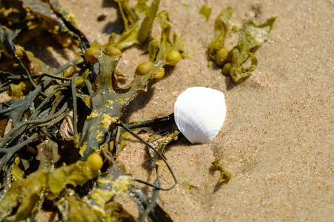 A white seashell with seaweed on a sandy beach at low tide brightly illumin.. 库存照片