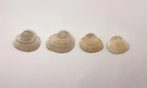 A white seashell. Shells in a row. Collection of white shells Stock Photos
