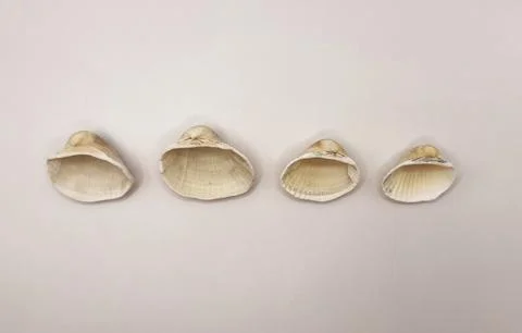 A white seashell. Shells in a row. Collection of white shells Stock Photos
