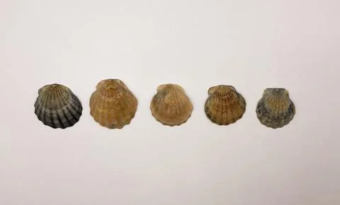 A white seashell. Shells in a row. Collection of white shells Stock Photos