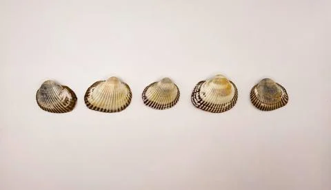 A white seashell. Shells in a row. Collection of white shells Stock Photos