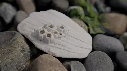 White Seashell with White Barnacles on Rocks, Close up Stock Footage 313018637
