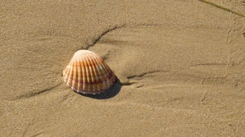 A white seashell on the white sand 스톡 동영상 83343004