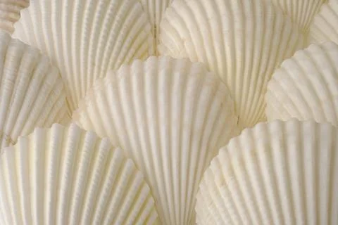 White seashells collection Stock Photos