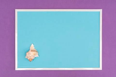  White seashells composition Stock Photos