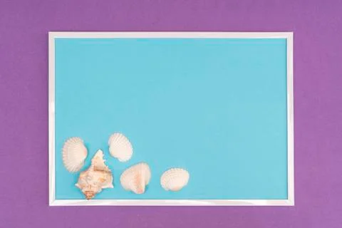  White seashells composition Stock Photos