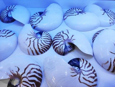 White seashells with decorative pattern in blue neon light 写真素材