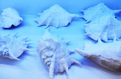 White seashells with decorative pattern in blue neon light Stock Photos