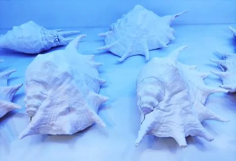 White seashells with decorative pattern in blue neon light Stock Photos