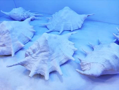 White seashells with decorative pattern in blue neon light Stock Photos