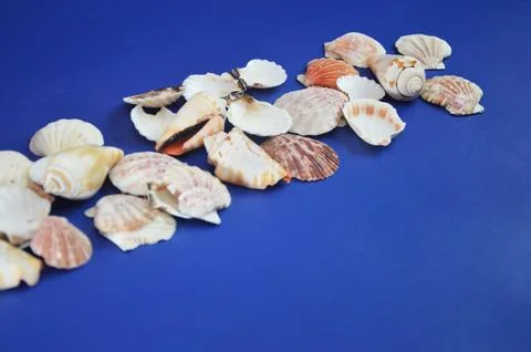 White seashells lying in a row on a blue background. Stock Photos