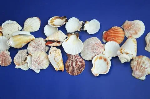 White seashells lying in a row on a blue background. Stock Photos