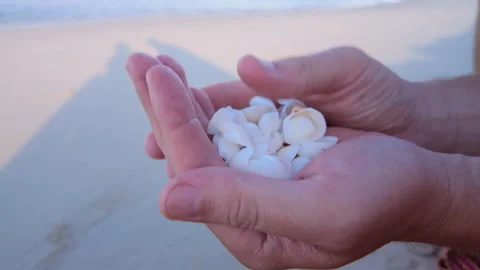 White Seashells in Man Hands Close Up Stock Footage 331129274