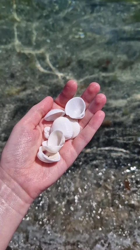 White seashells on palm above water Stock Footage 342967987