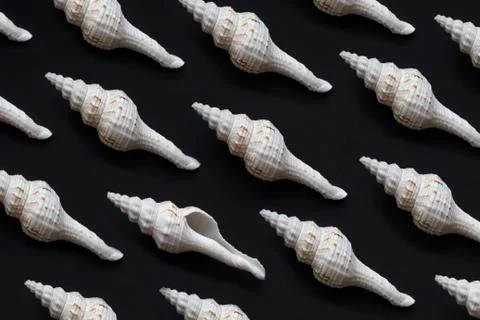 White seashells pattern Stock Photos