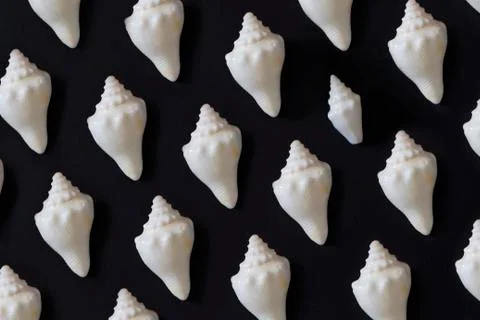 White seashells Stock Photos