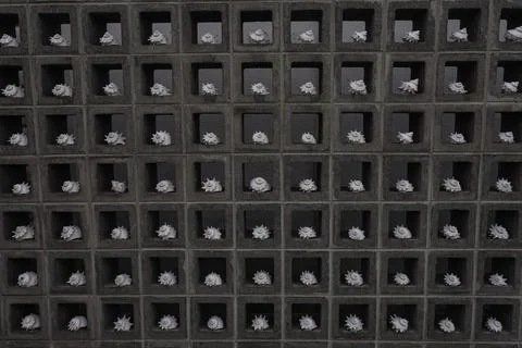 White Seashells Placed in a Concrete Grid Wall Pattern 스톡 사진