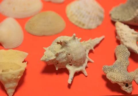 White seashells on a red background flatly. Marine themed background top view. Stock Photos