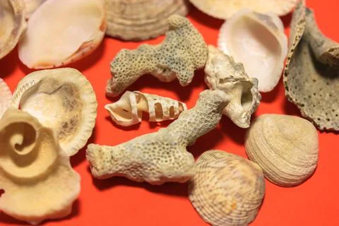 White seashells on a red background flatly. Marine themed background top view. Stock Photos