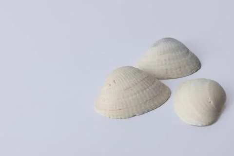 White seashells in relief on a white background, Stock Photos