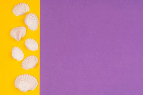  white seashells in a white frame on a colored background	 Stock Photos