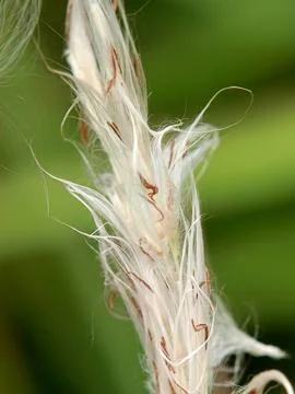 White seed Stock Photos